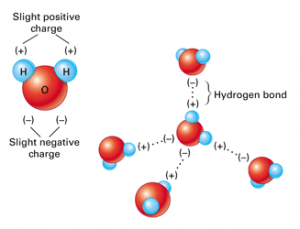 Cohesion of Water | Mastering Biology Quiz