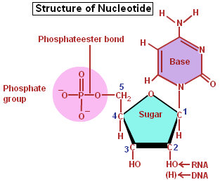 nucleic acid structure labeled