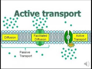 transport passive transporti definition diffusion mastering