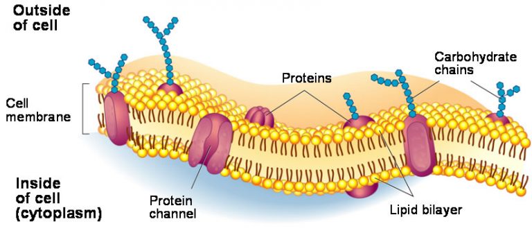 Membrane Structure 