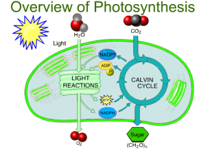 Overview Of Photosynthesis 